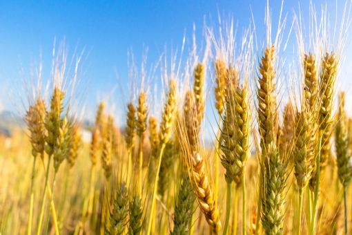 小麦の除草剤 グリホサート が検出されたという記事を読んで 食の安全を考える